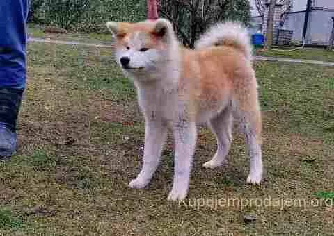 Japanska Akita štenci na prodaju - 11/15
