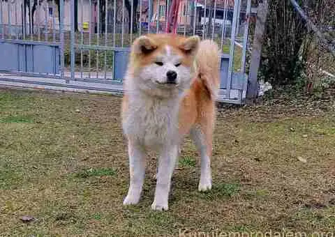 Japanska Akita štenci na prodaju - 12/15