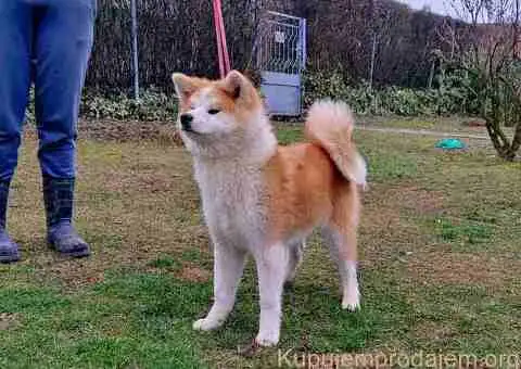 Japanska Akita štenci na prodaju - 13/15