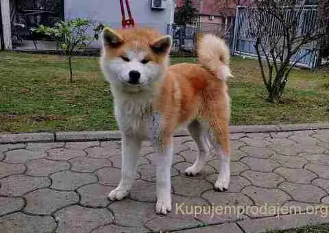 Japanska Akita štenci na prodaju - 14/15