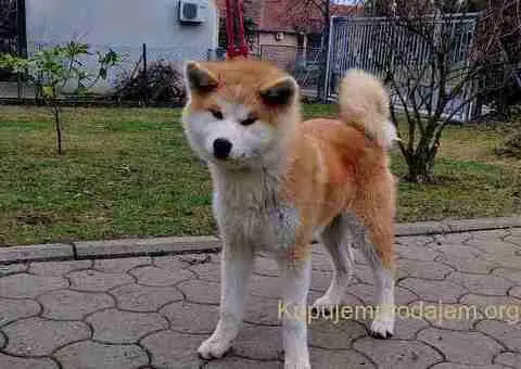 Japanska Akita štenci na prodaju - 15/15