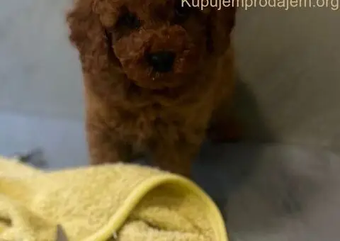 Toy i Mini Pudle stenci - 7/11