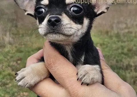 Štenci čivave - 1/5