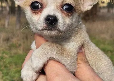 Štenci čivave - 2/5