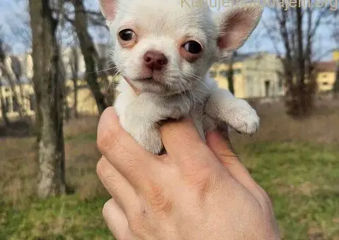 Štenci čivave - 3/5