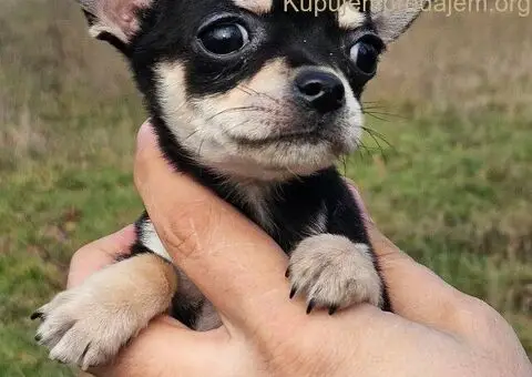 Štenci čivave - 4/5