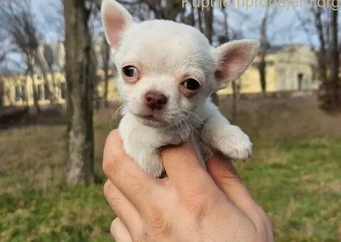 Štenci čivave - 5/5