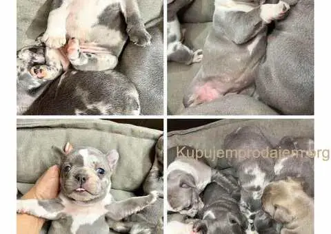 Francuski buldog plavi - 1/6