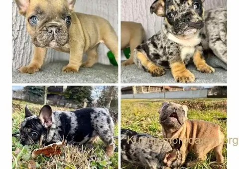 Francuski buldog plavi - 2/6