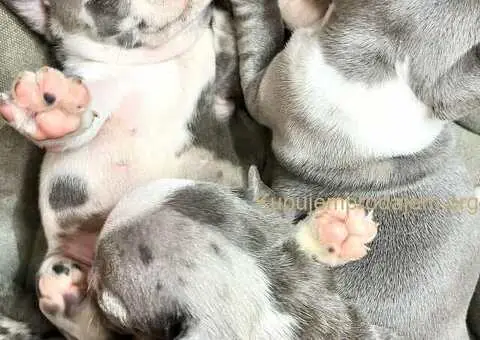 Francuski buldog plavi - 3/6