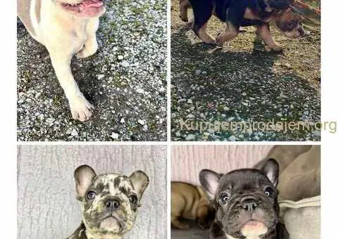 Francuski buldog plavi - 4/6