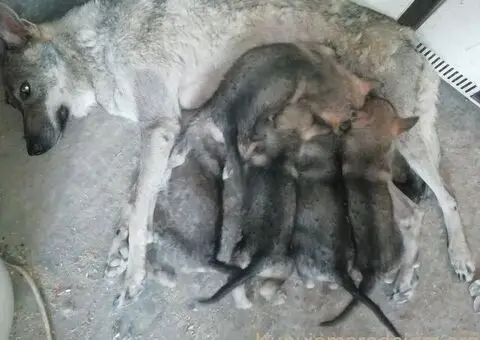 Češkoslovački vučiji pas štenci - 1/5