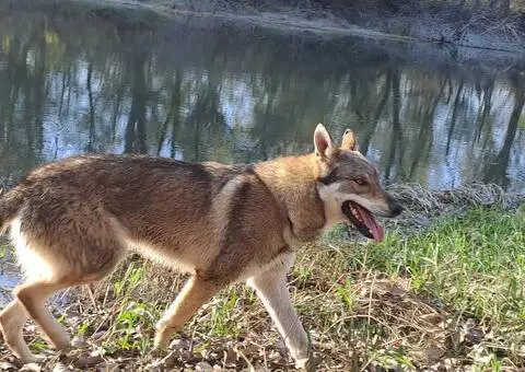 Češkoslovački vučiji pas štenci - 2/5