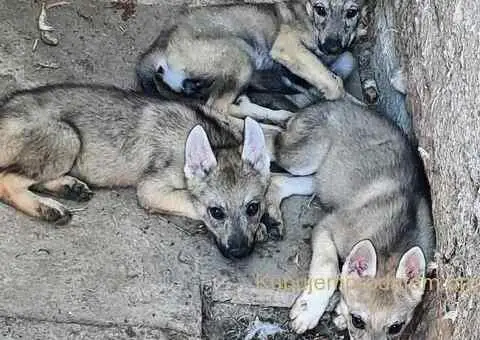 Češkoslovački vučiji pas štenci - 3/5