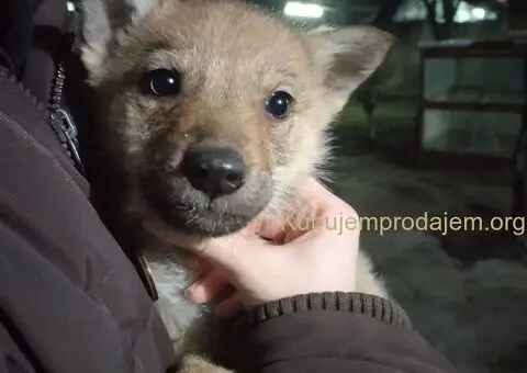 Češkoslovački vučiji pas štenci - 4/5