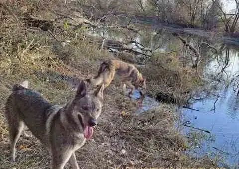 Češkoslovački vučiji pas štenci - 5/5