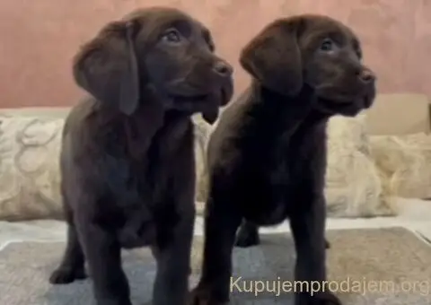 Čokoladni i crni štenci Labrador Retrievera - 1/4
