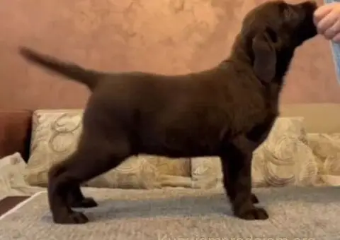 Čokoladni i crni štenci Labrador Retrievera - 2/4