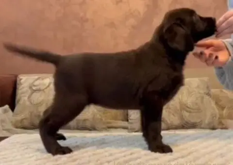 Čokoladni i crni štenci Labrador Retrievera - 3/4