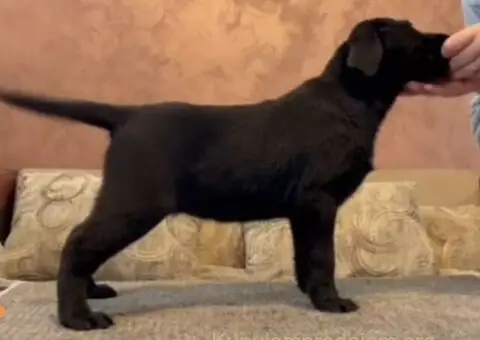 Čokoladni i crni štenci Labrador Retrievera - 4/4