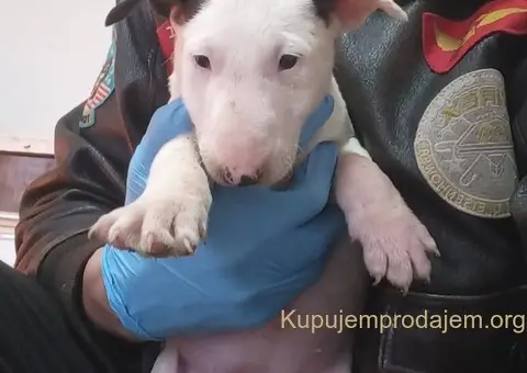 Standard Bull Terijer štenci - 1/8