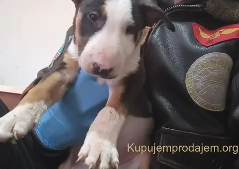 Standard Bull Terijer štenci - 2/8