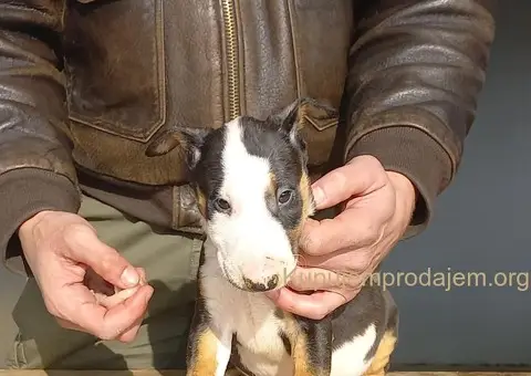 Standard Bull Terijer štenci - 3/8