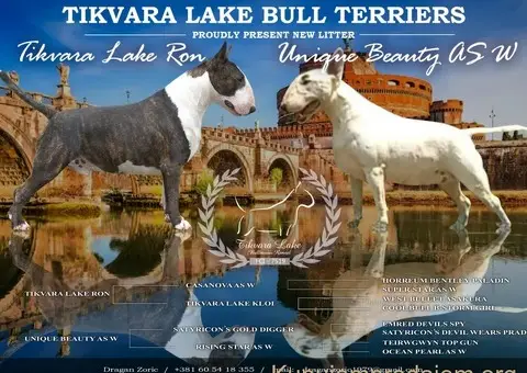 Standard Bull Terijer štenci - 4/8