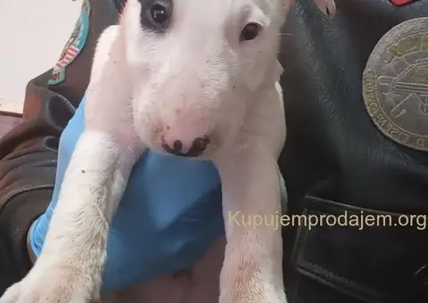 Standard Bull Terijer štenci - 5/8