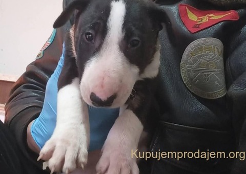 Standard Bull Terijer štenci - 6/8