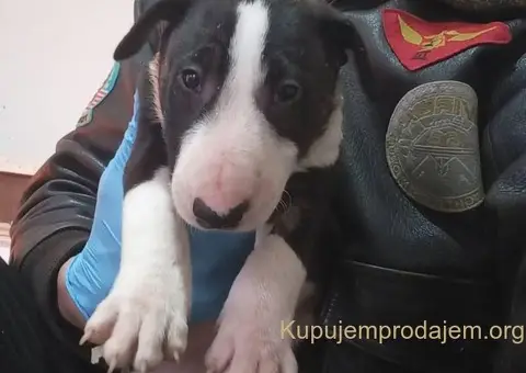 Standard Bull Terijer štenci - 6/8