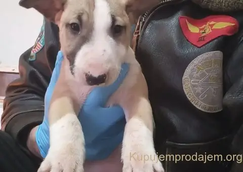 Standard Bull Terijer štenci - 7/8