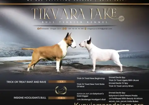 Standard Bull Terijer štenci - 8/8