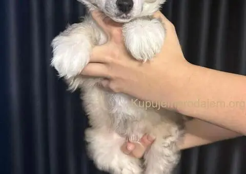 Kineski Ćubasti Pas Štenci - Rezervacije - 1/9