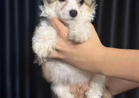 Kineski Ćubasti Pas Štenci - Rezervacije - 2/9