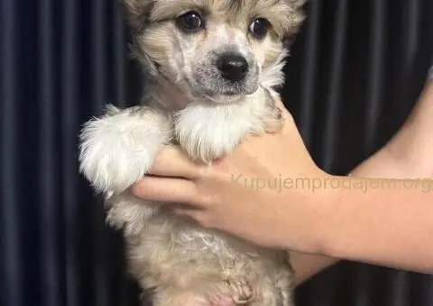 Kineski Ćubasti Pas Štenci - Rezervacije - 3/9