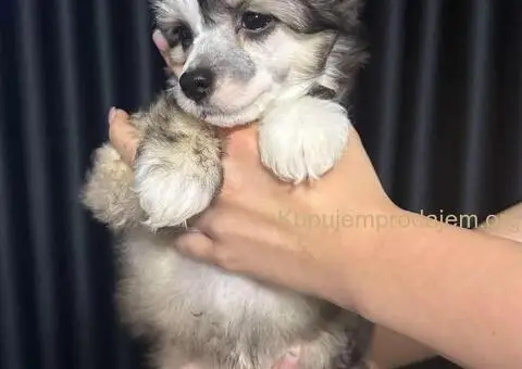 Kineski Ćubasti Pas Štenci - Rezervacije - 4/9