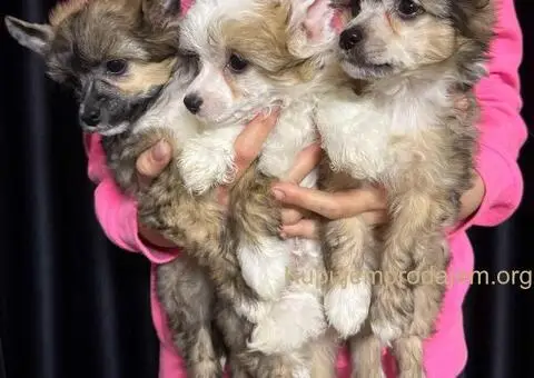 Kineski Ćubasti Pas Štenci - Rezervacije - 5/9