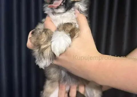 Kineski Ćubasti Pas Štenci - Rezervacije - 6/9