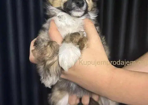 Kineski Ćubasti Pas Štenci - Rezervacije - 7/9