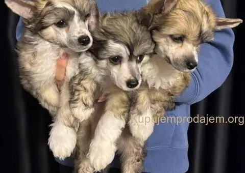 Kineski Ćubasti Pas Štenci - Rezervacije - 8/9