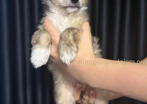 Kineski Ćubasti Pas Štenci - Rezervacije - 9/9