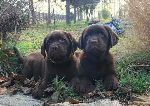 Labrador retriver čokoladni štenci na prodaju - 1/8