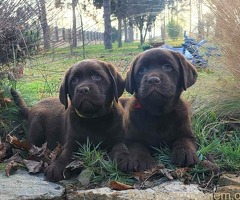 Labrador retriver čokoladni štenci na prodaju