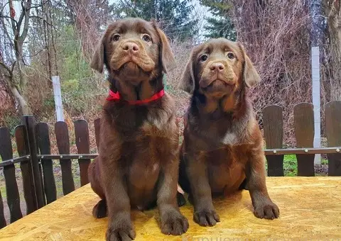 Labrador retriver čokoladni štenci na prodaju - 2/8
