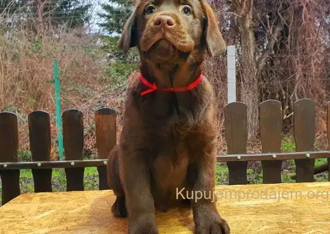 Labrador retriver čokoladni štenci na prodaju - 3/8