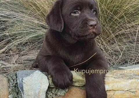 Labrador retriver čokoladni štenci na prodaju - 4/8