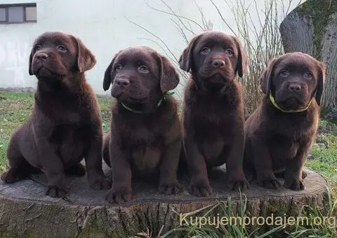 Labrador retriver čokoladni štenci na prodaju - 5/8