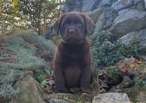 Labrador retriver čokoladni štenci na prodaju - 6/8