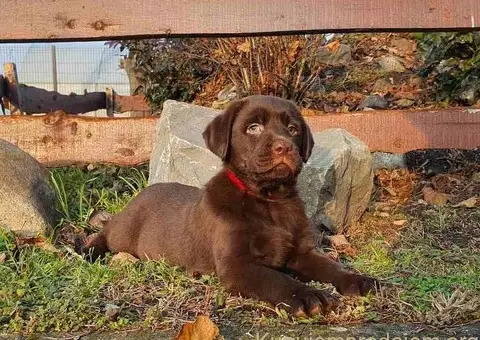 Labrador retriver čokoladni štenci na prodaju - 7/8